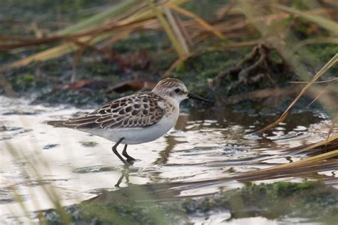 Adak Island: Fall Migration – Wilderness Birding Adventures