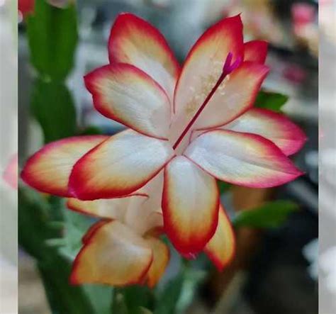 Декабрист шлюмбергера samba brazil | Festima.Ru - Мониторинг объявлений