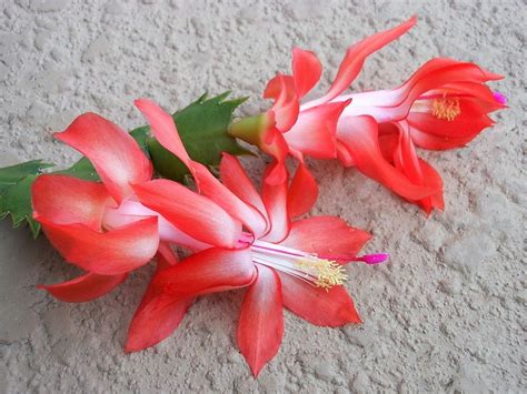 Christmas Holiday Cactus Assorted Colors Multipack Schlumbergera