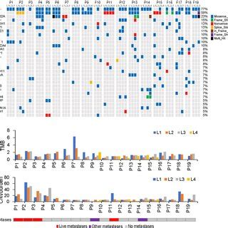 Somatic Mutations Of Driver Genes And Copy Number Variations CNVs In