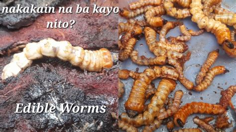 Yummy Worms Have You Ever Eaten This Uod Sa Kahoy Batod Day8 Worms