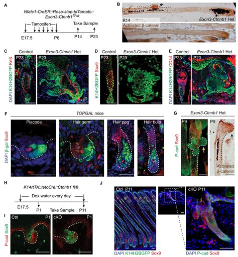 Figures and data in Embryonic attenuated Wnt β catenin signaling