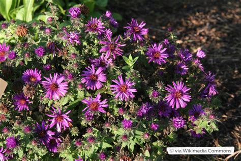 Astern Aster Herbstaster Pflege Anleitung