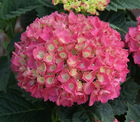 Hydrangea macrophylla Schöne Bautznerin Ballhortensie rosarot