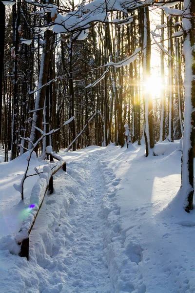 Mountains Scenery Panorama Of Winter Grassland And Forest In