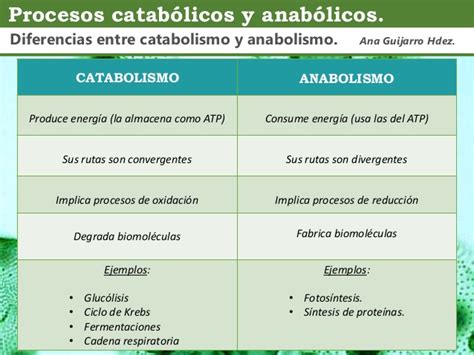 Cuadros Comparativos Entre Anabolismo Y Catabolismo Cuadro Comparativo