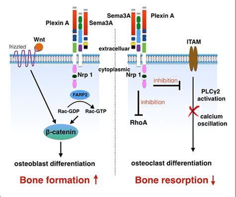 The Role Of Semaphorin 3A In Bone Remodeling Semantic Scholar