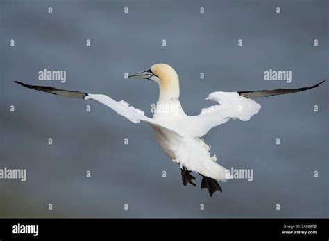 Using Wind Bird Hi Res Stock Photography And Images Alamy