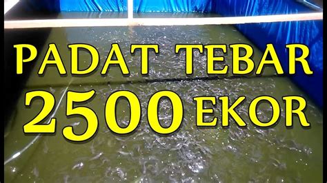 Keuntungan Ternak Lele 1000 Ekor Menguntungkan Bagi Pemula Ternak Lele