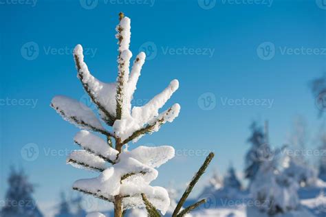 pine tree forest background covered with fresh snow 11290123 Stock ...