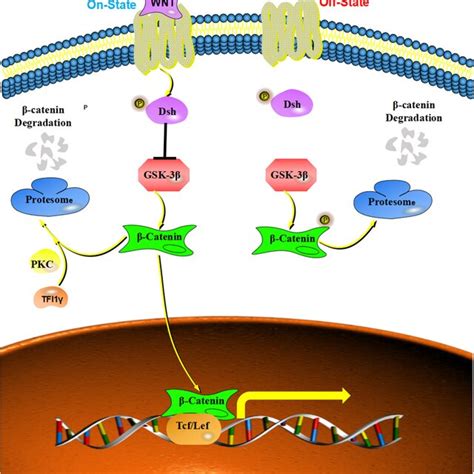 The Inhibitory Effect Of Tif On Wnt Catenin Signaling Wnt Protein