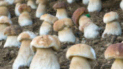 Peut On Faire Pousser Des C Pes Chasseurs De Champignons