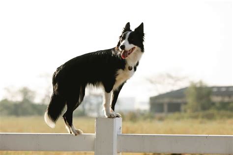 Dein Hund Springt Ber Den Zaun Das Hilft Tractive