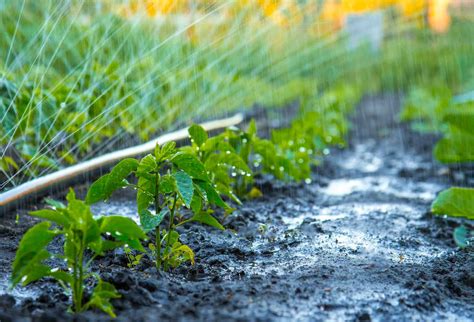 Lacqua In Agricoltura Elemento Fondamentale Da Salvaguardare In A