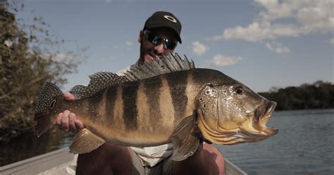 Dia Mundial da Pesca a importância da atividade e da sustentabilidade