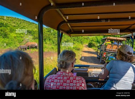 View Of White Rhinos From Safari Vehicles In Hluhluwe Imfolozi Park