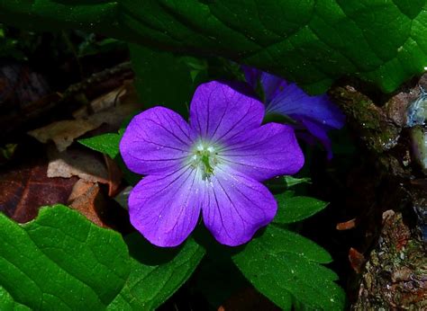 Tiny Purple Forest Flower Macro | Flowers| Free Nature Pictures by ...