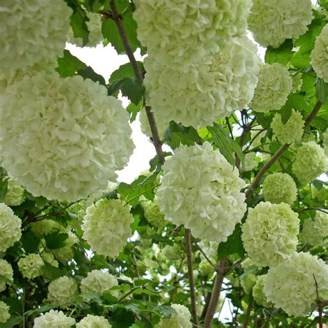 Viorne Boule De Neige Viburnum Gardencenter Ch