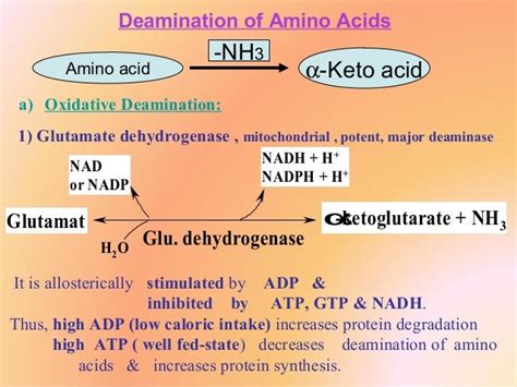 Biochemistry ii protein (metabolism of amino acids) (new edition)