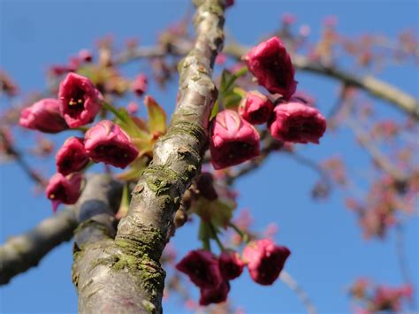 сакура распускается и слива в цвету: n_dank — LiveJournal