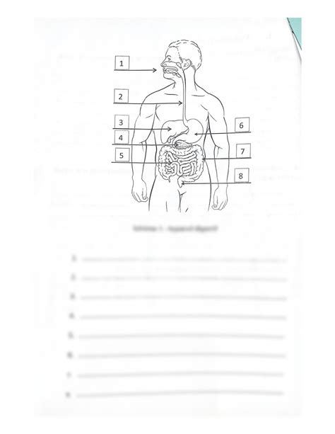 Solution Exam P Anatomie Studypool