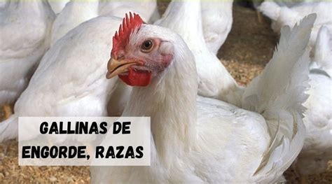 Principales Razas De Gallinas Atelier Yuwa Ciao Jp