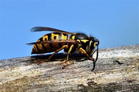 How To Get Rid Of Ground Hornets 3 Effective Methods