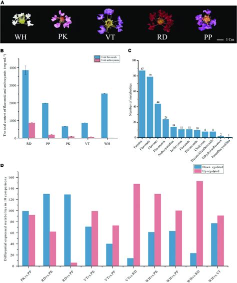 Phenotypes Of Comparisons Composition And Total Content Of Flavonoids Download Scientific