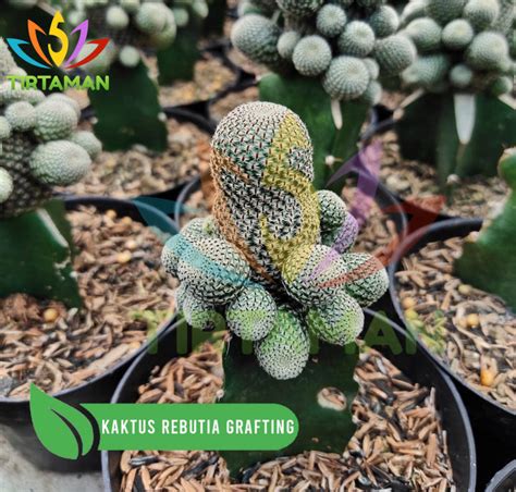 Kaktus Rebutia Grafting Lazada Indonesia