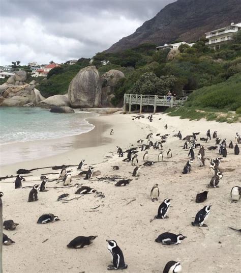 Ciudad Del Cabo Relajante Excursi N De Un D A Por La Pen Nsula Del