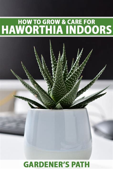 How To Grow And Care For Haworthia Indoors Gardeners Path