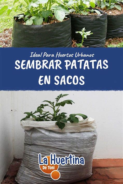 C Mo Cultivar Patatas En Casa Con Sacos La Huertina De Toni Cultivo