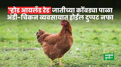 Poultry Farming र्‍होड आयलँड रेड जातीच्या कोंबड्या पाळा अंडी चिकन