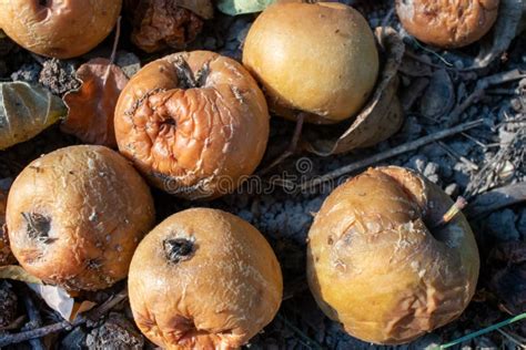 Overripe Rotten Yellow Apples Fruits On The Ground Under Tree In The