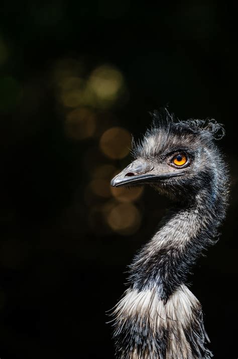 Kostenlose foto Natur Bokeh Tier Tierwelt Zoo Orange Porträt