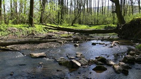 Wi Tokrzyski Park Narodowy Polskie Parki Narodowe