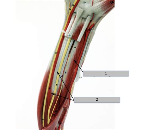 Muscles Forearm Deeper Anterior And Lateral Flashcards Quizlet