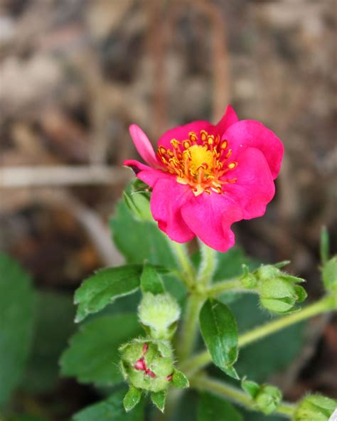 Boise Daily Photo Garden Shot Lipstick Pink Strawberry Flower