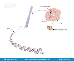 How Long Does A Dna Test Take What You Should Know A Guide