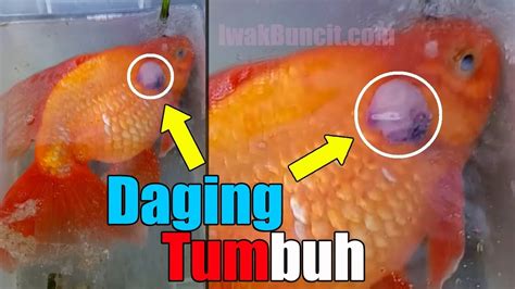 Operasi Penyakit Tumor Pada Ikan Mas Koki Mungkinkah Ada Youtube