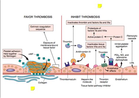 Coagulation Anti Coagulation Lecture Concepts Flashcards Quizlet