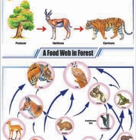 Food Chain In Forest Ecosystem Chart, Food Chain In Forest Ecosystem Chart Manufacturer ...