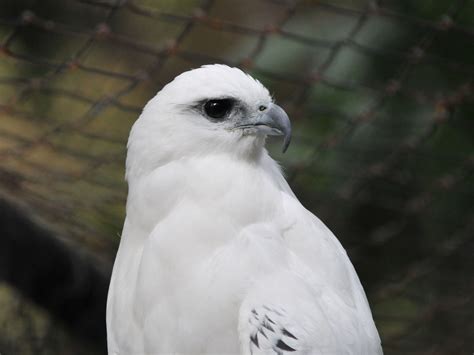 What Kind Of Hawk Is White at Dawn Wilkerson blog 