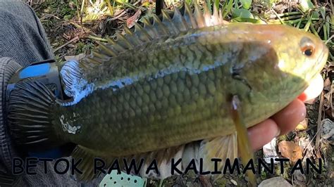 Mancing Ikan Betok Jumbo Di Daerah Rawa Kalimantan Youtube