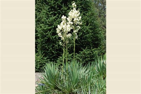 Ivory Tower Adams Needle Cloud Mountain Farm Center Nursery