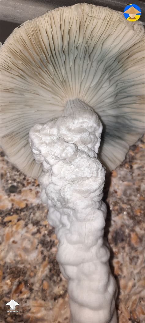 Albino Penis Envy Ape Fruiting By Mycelia P