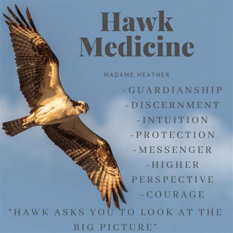 Hawk Spirit Animal Hawk Spirit Animal Spirit Animal Meaning Spirit