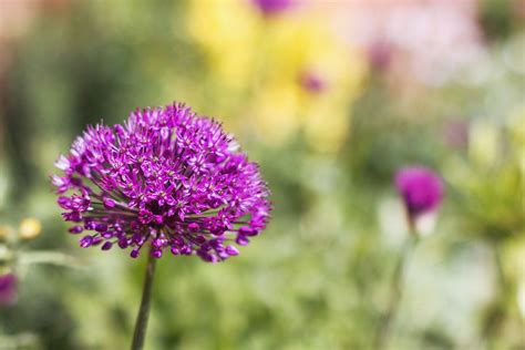 Colourful Alliums Garlic Flower Garden Borders Bright Purple