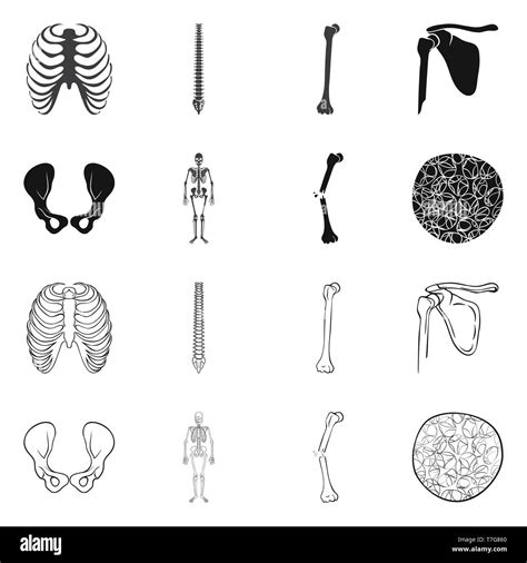 Nervatura Colonna Vertebrale Femore Hip Apparato Muscoloscheletrico