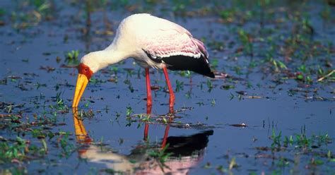 okavango-delta-birds | Okavango delta, Birds, Animals